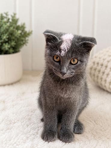 Скотиш Фолд (Шотландская вислоухая), 2 месяца, Мальчик, Серый, Метис — 1