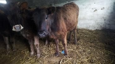 продажа попугаев: Продаю | Бык (самец) | На откорм — 8