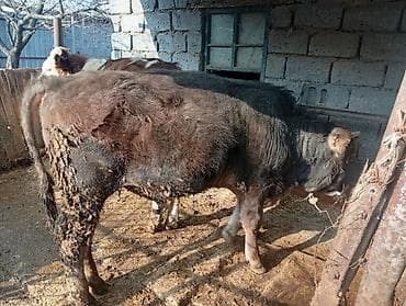 шотландская вислоухая кошка цена: Продаю | Бык (самец) | На откорм | Привязанные — 2