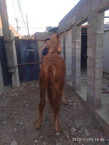 купить собаку для охоты: Продаю | Жеребенок | Рабочий — 6