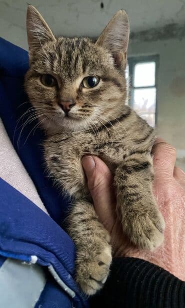 шиншилла британская кошка цена: Отдам в ОЧЕНЬ добрые руки котят невероятной красоты! Находятся в — 12