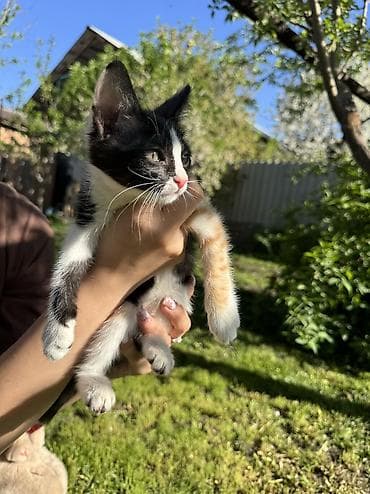 белый хомяк: Кошка даром: Беспородная, 2 месяца, Девочка, Приучена к лотку — 7