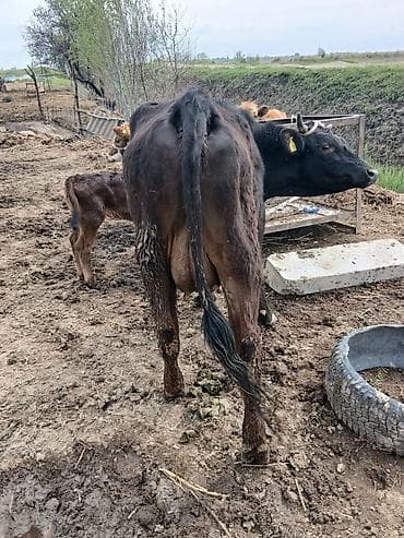 корова голиштин: Продаю | Корова (самка) | Для разведения | После отела — 3