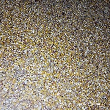 куплю кукурузу в початках: Кукуруза зерно (кормовая) - Зерно желтых и оранжевых сортов — 2