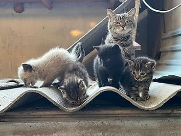 отдаём: Отдам в добрые руки котят и маму-кошку!🌸 На фото — вся семья: мама и 4 — 2