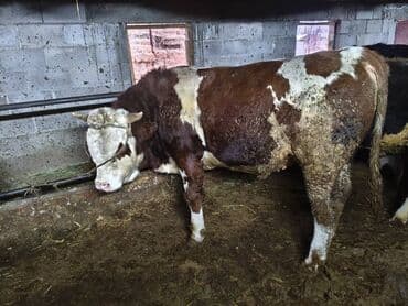 коровы для молока: Продаю | Бык (самец) | Швицкая, Симментальская | На откорм | Осеменитель, Искусственник — 3
