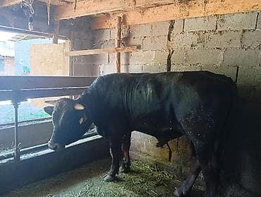 Продам с/х животных: Продаю | Бык (самец) | На откорм | Привязанные — 2