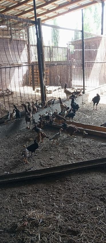 Сатам | Балапандар | Үй | Көбөйтүү үчүн — 2