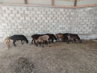 мех кролика: Продаю | Ягненок | На забой — 3