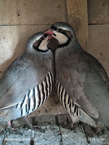 А/ч жаныбарлары үчүн тоюттар: Корооздор 2 штук жапайы — 3