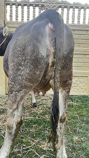 Аквариумы: Продаю | Бык (самец) | На откорм | Привязанные — 2