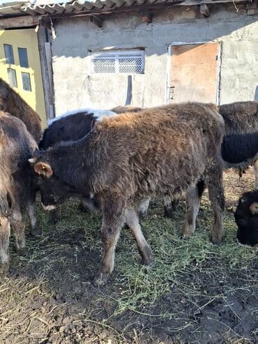 сколько стоит порода собаки доберман: Продаю | Музоо, торпок | На откорм — 8