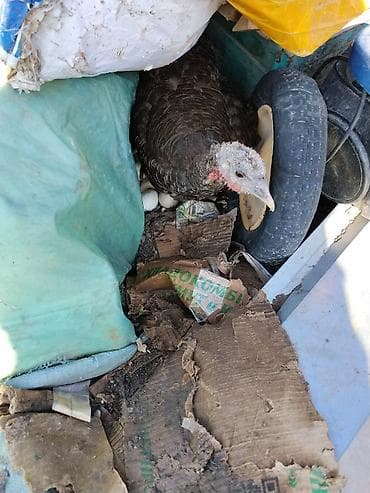 индюк самка: Продаю | Индюшка (самка) | Для разведения — 1