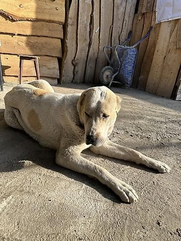 спаниель собака: Порода: Алабай. Окрас светлый (кремово-белый) с рыжеватыми пятнами — 3