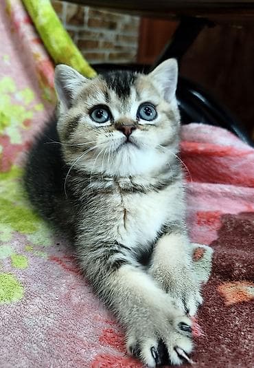 шотландский скоттиш страйт: Скотиш Страйт (Шотландская прямоухая), 2 месяца, Девочка — 2