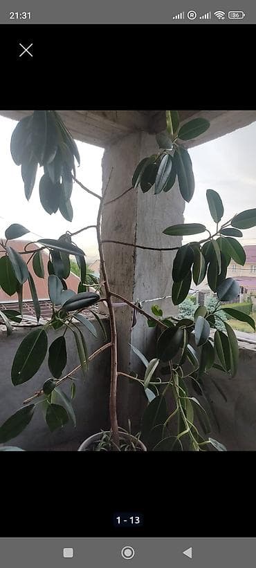 распродажа гаражная: Распродажа комнатных растений!🪴🌵🌱 в горшках от 150с.! — 7