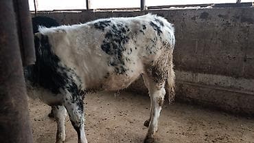 бык герефорд: Продаю | Бык (самец), Тёлка | Бельгийская | На откорм, Для разведения | Искусственник — 5