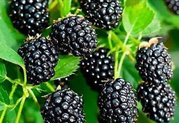 сырный соус: Ежевика — 2