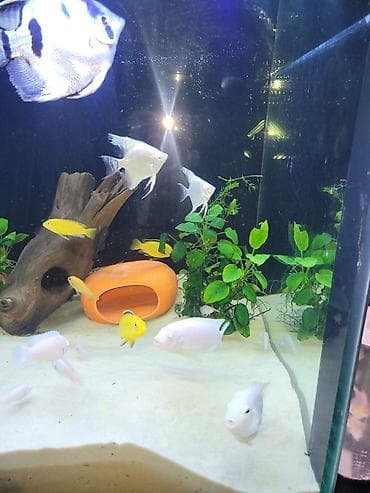 аквариумные черепахи мини: Цихлиды альбиносы для домашнего аквариума белый принцы и попугай — 4