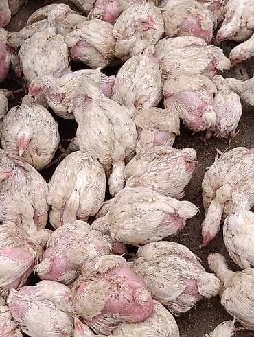 щенки немецкой овчарки ош: Продаю | Цыплята | Бройлерная | На забой — 2