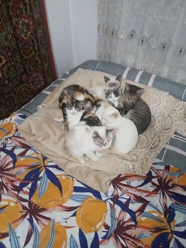 пуфики цена: Отдам котят в хорошие руки 4 по 1,5 месаца и 4 по 2,5 месаца. Только в — 8