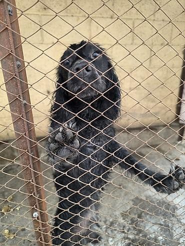 Кокер-спаниель, 6 месяцев, Самец