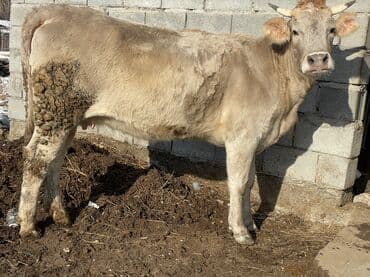 собаки лайка: Продаю | Корова (самка) | Алатауская | Для разведения, Для молока | Стельные, Нетель — 1
