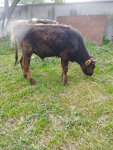 британская кошка бишкек: Продаю | Бык (самец) — 2