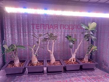 Аденiums (Adenium obesum) – коллекционные суккуленты с каудексом