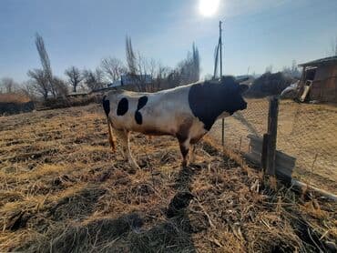щенки стаффордширского терьера купить: Продаю | Бык (самец) | Голштин | Для разведения | Племенные — 5