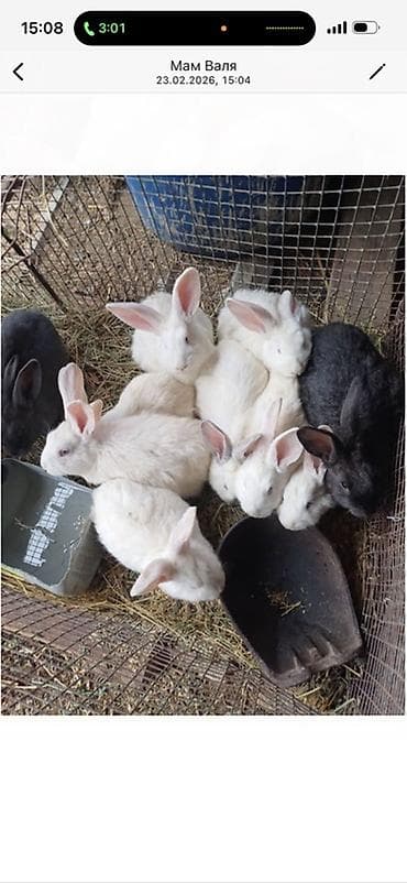 чөп сатылат: Сатам | Коендун бөжөктөрү | Көбөйтүү үчүн — 3