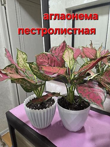 антуриум: Антуриум и кротон в кашпо - Антуриум с белыми прицветниками и — 10