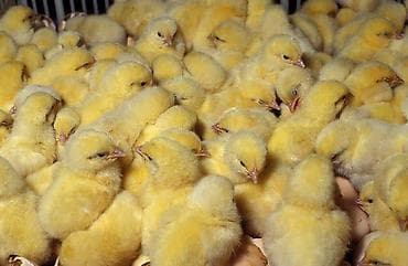 тушки кур: Продаю | Куры | Бройлерная | На забой — 6