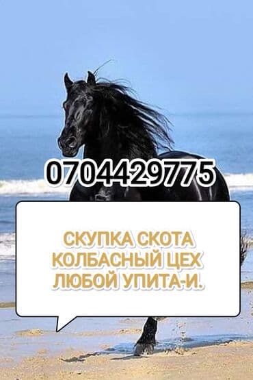 Айыл-чарба жаныбарлары: Сатып алам | Уйлар, букалар, Жылкылар, аттар, Башка а/ч жаныбарлары | Күнү-түнү, Бардык шартта, Союлган — 1