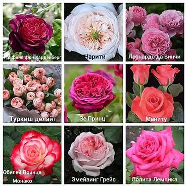 плетистые розы: Саженцы — 7