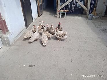 Продаю | Индюк (самец) | Полукровка | Для разведения | Племенные