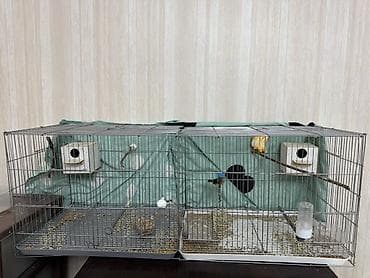 животные в зоомагазине: Отдам даром клетку с амадином — 1