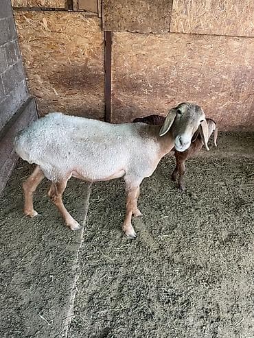 матка с ягненкам: Продаю | Овца (самка) | Арашан | На забой, Для разведения | Племенные, Матка, Ягнившаяся — 4