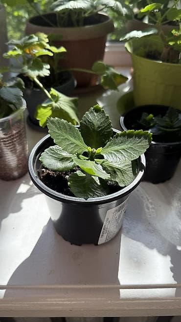 Бөлмө өсүмдүктөрү: Продаем саженцы (БЕЛОГО, КРАСНОГО, ОРАНЖЕВОГО, ЖЕЛТОГО, РОЗОВОГО) — 4