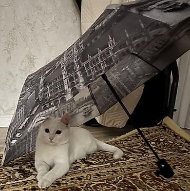 скотишь фолд: Отдам кота в добрые руки. Кот кастрирован, к лотку приучен, 2года — 1