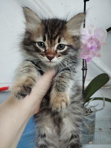 мышык кошка: Котёнок шотландец длинношёрстный с эффектным тигровым окрасом — 1