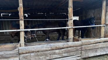 отдам даром охотничью собаку: Продаю | Жеребенок | Для разведения — 5