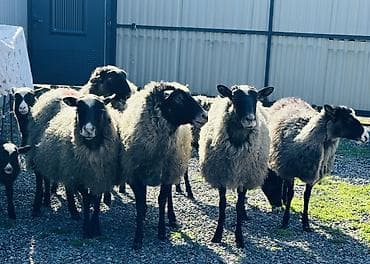 змея животное: Продаю | Ягненок | Гиссарская, Долан, Арашан | Для разведения | Племенные, Осеменитель, Ярка — 3