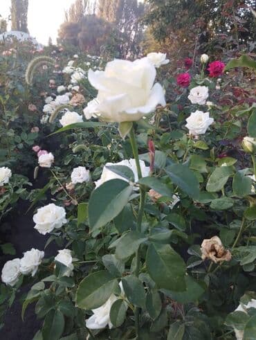 теплица цветы бишкек: Черенки цветка: Розы — 4