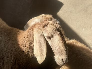 ош мышык: Сатам | Ургаачы кой (ургаачы) | Көбөйтүү үчүн | Токту — 5