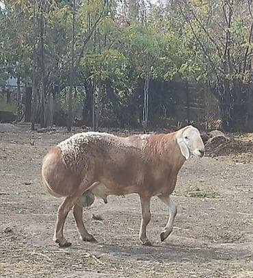 german shepherd: Продаю | Ягненок | Арашан — 5