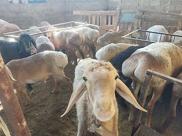 продам друга: Продаю | Баран (самец), Ягненок | Гиссарская, Арашан, Полукровка | Осеменитель, Племенные — 4