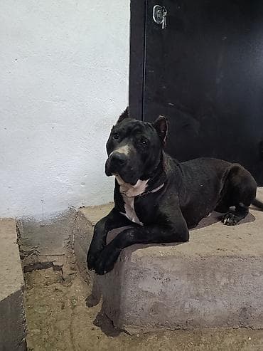 питбуль щенок черный: Вязка: Питбуль, Самец, 2 года, С прививкой, С родословной — 8