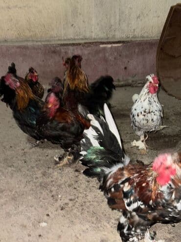 волнистый попугай: Срочно продам — 6