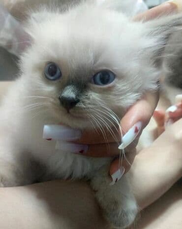 декоративные кролики: Скотиш Страйт (Шотландская прямоухая), 2 месяца, Девочка, Лиловый, Приучена к лотку — 1